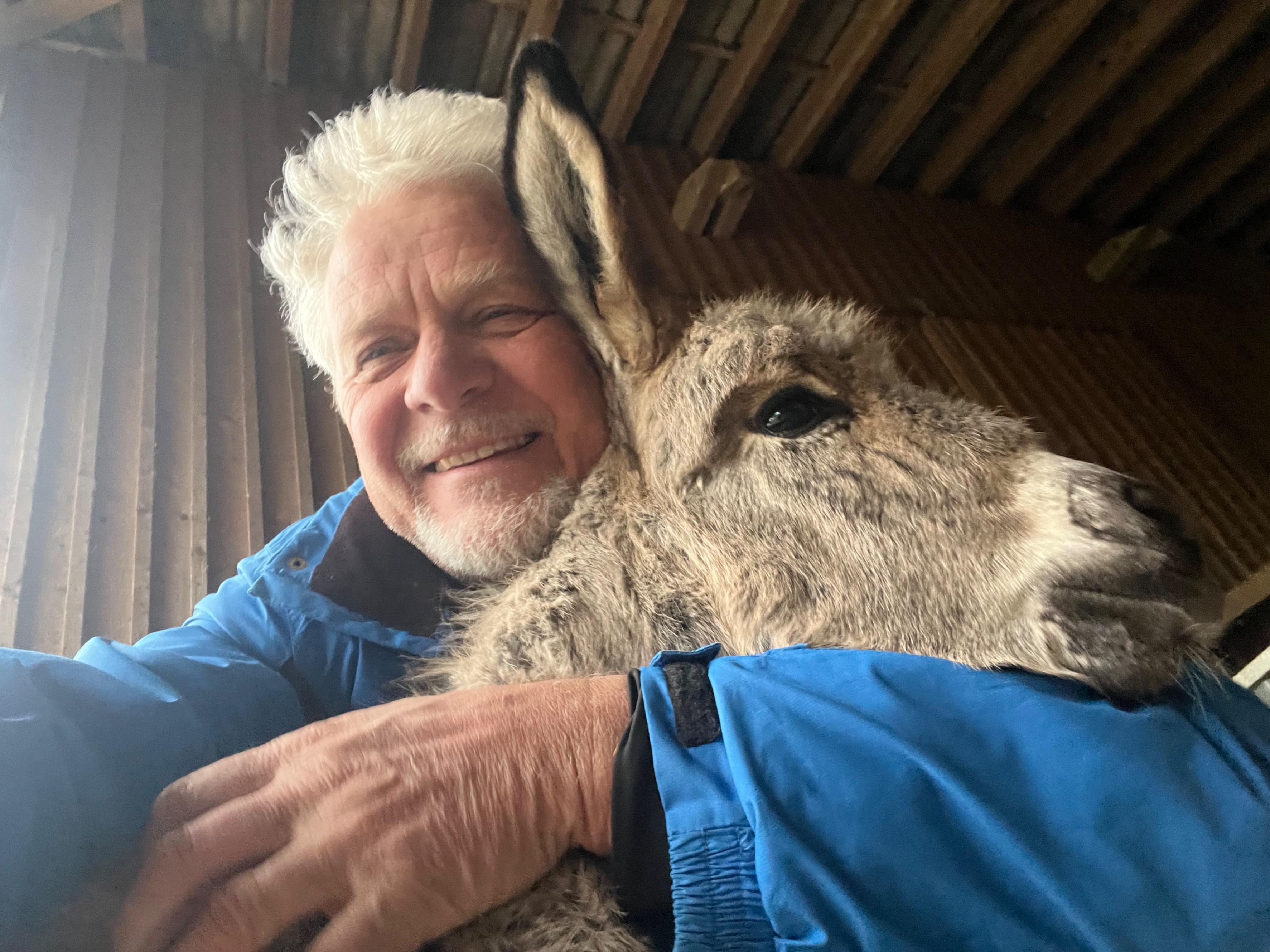 Eseltrekking kuscheln mit Eselbaby
