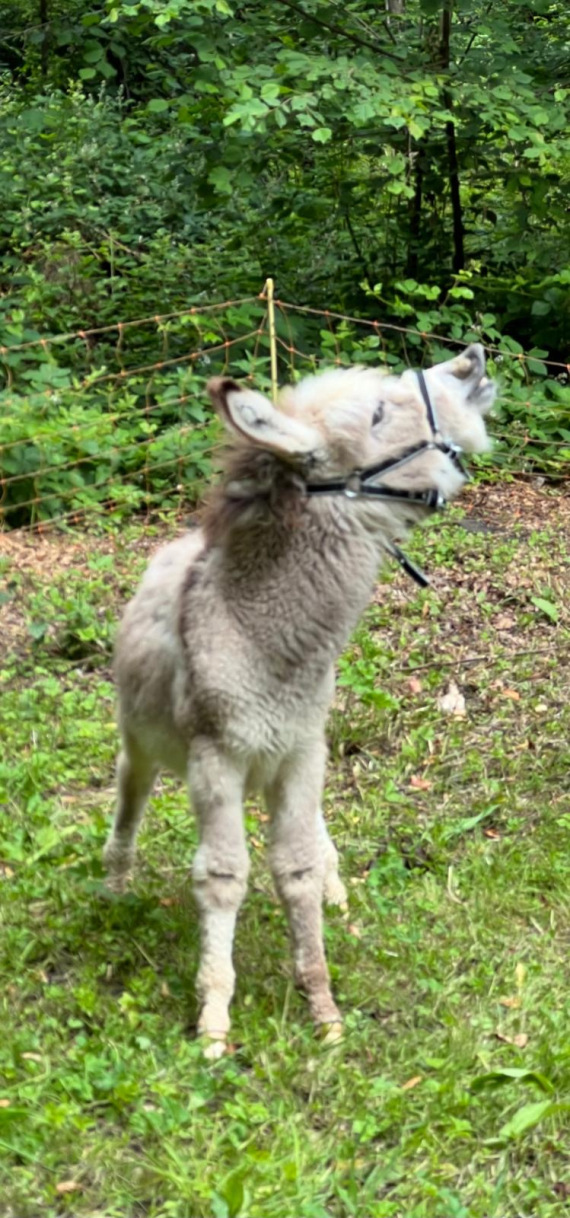 Mogli, Eselbaby beim Eseltrekking