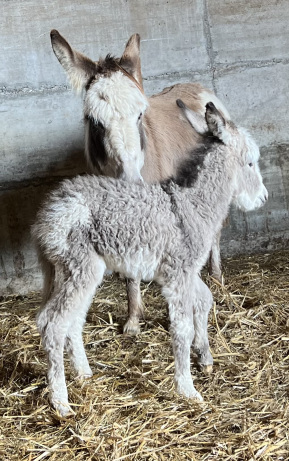 Eseltrekking Esel mit Baby