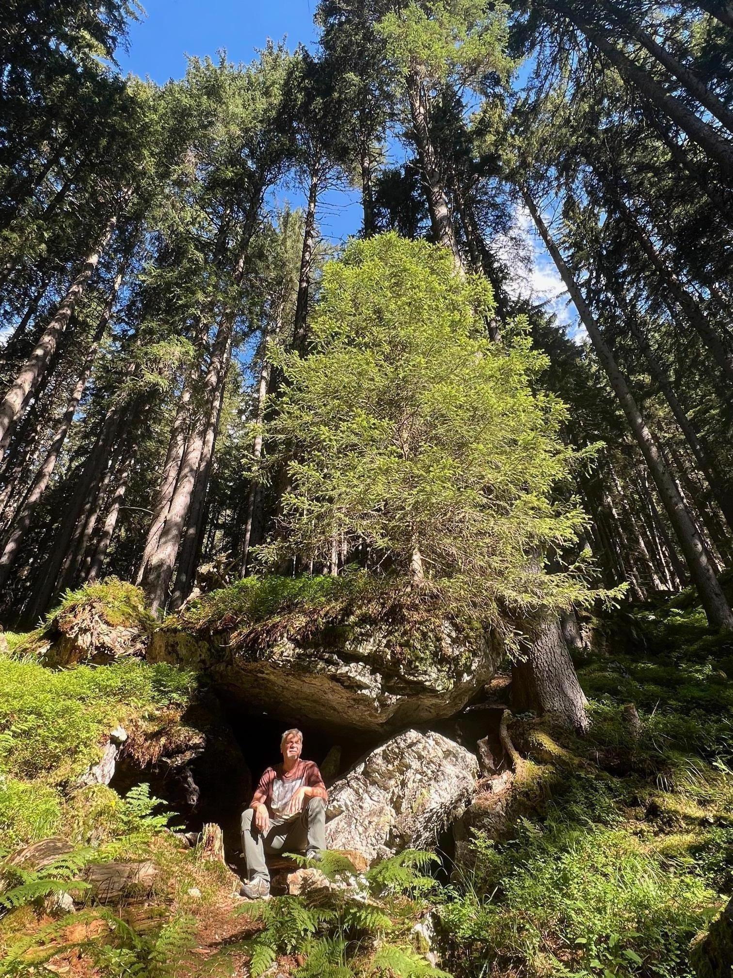 Wald, Hohe Bäume